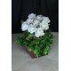 Çiçek Taş Rose Gölgeli Saksı Beyaz Güller 9 Adet Yeşil Çiçeklerle Sarılı Yapay