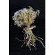 Buket Beyaz Güller 10 lu Demet Çipsolarla Çevrili Hasır İple Sarılı
