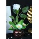 Çiçek Taş Rose Gölgeli  Saksı Beyaz Gül & 5 Adet Papatyalarla Çevrili Yapay